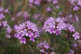 Thymus pallasianus