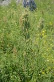 Rumex подвид horizontalis