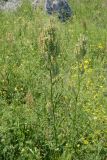 Rumex tuberosus subspecies horizontalis