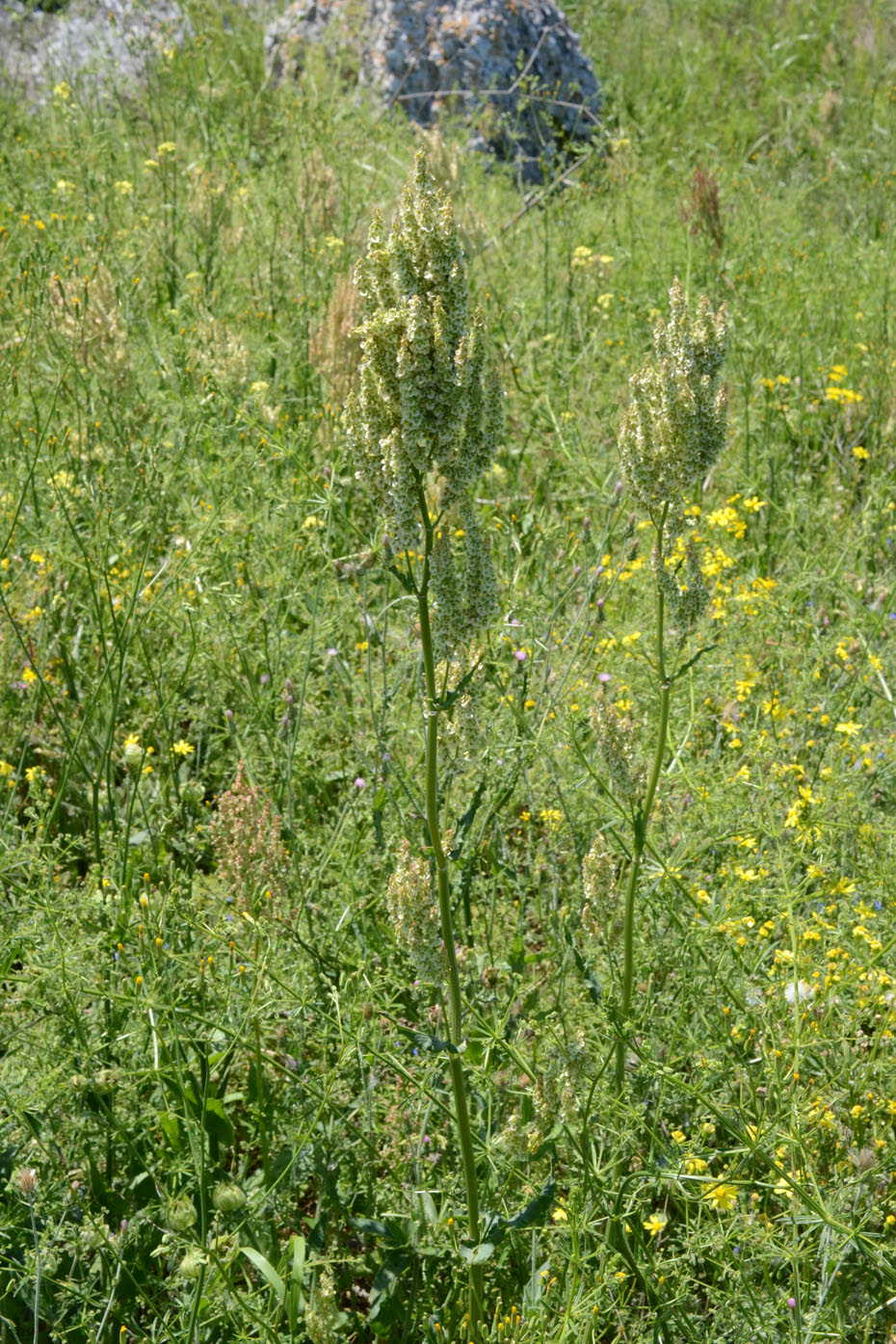 Изображение особи Rumex tuberosus ssp. horizontalis.