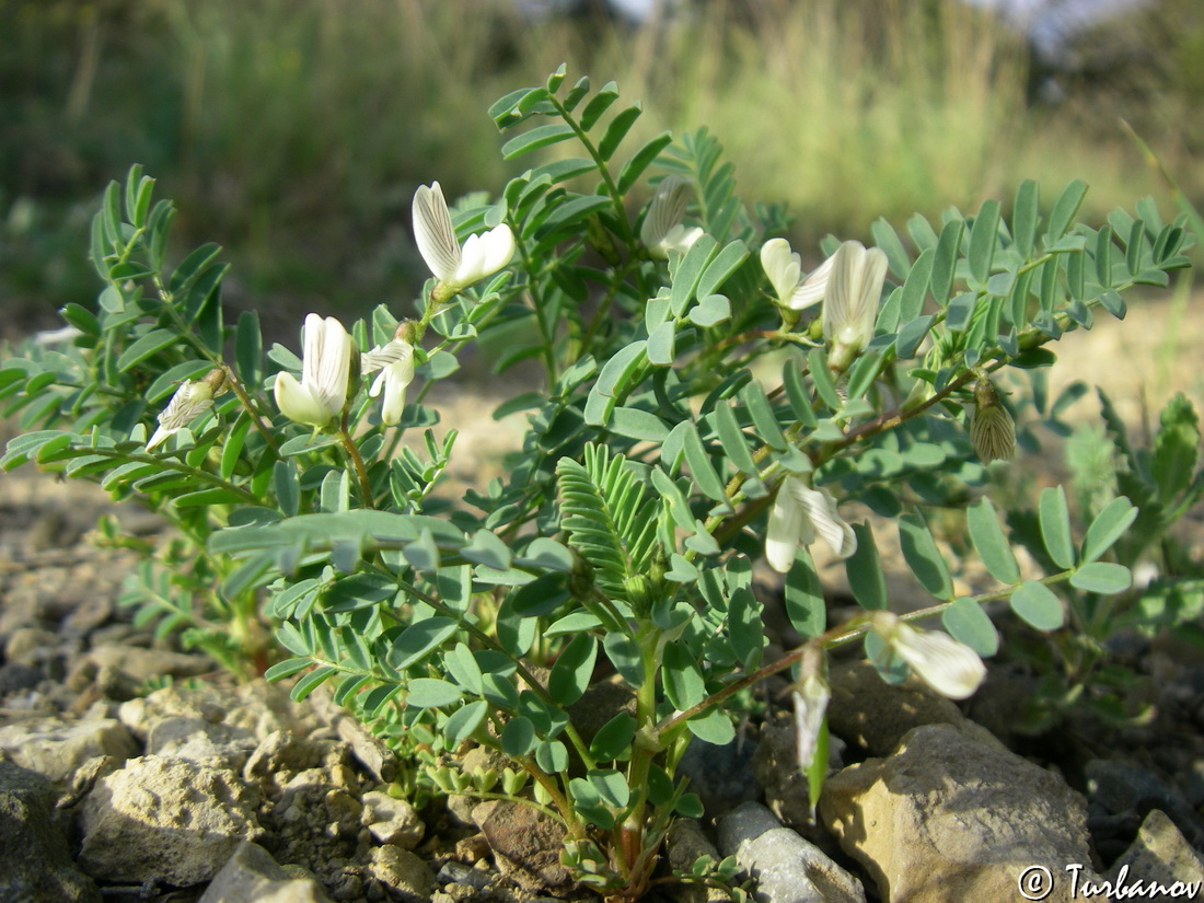 Изображение особи Astragalus guttatus.