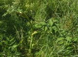 Angelica sylvestris