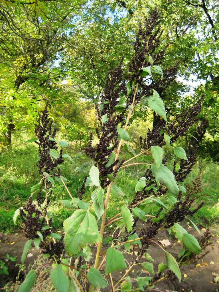 Image of Cyclachaena xanthiifolia specimen.