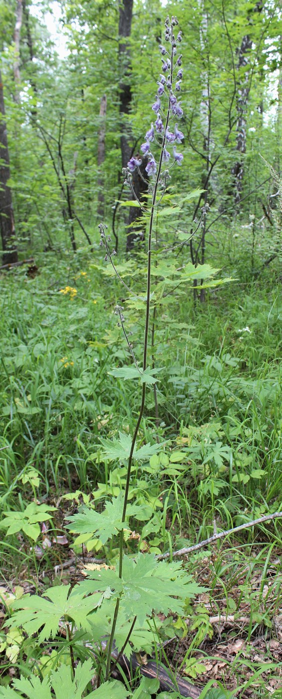 Изображение особи Aconitum septentrionale.