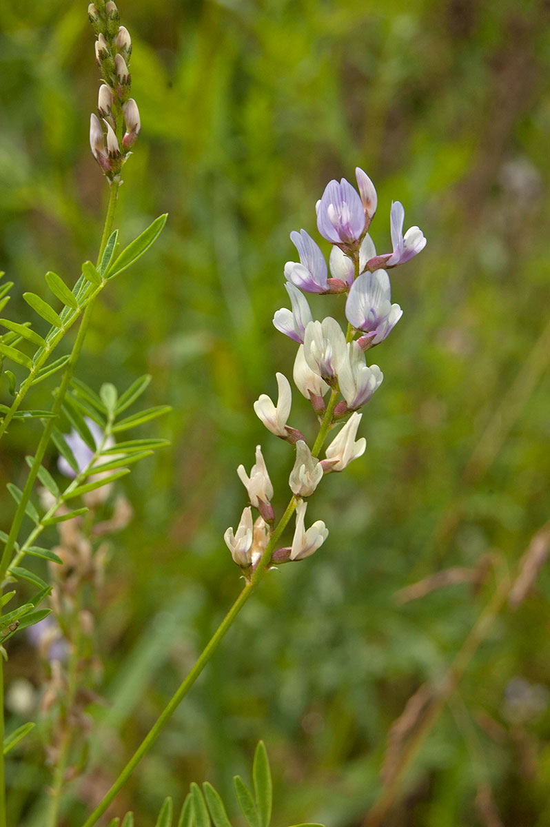 Изображение особи Astragalus sulcatus.