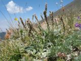 Plantago arachnoidea