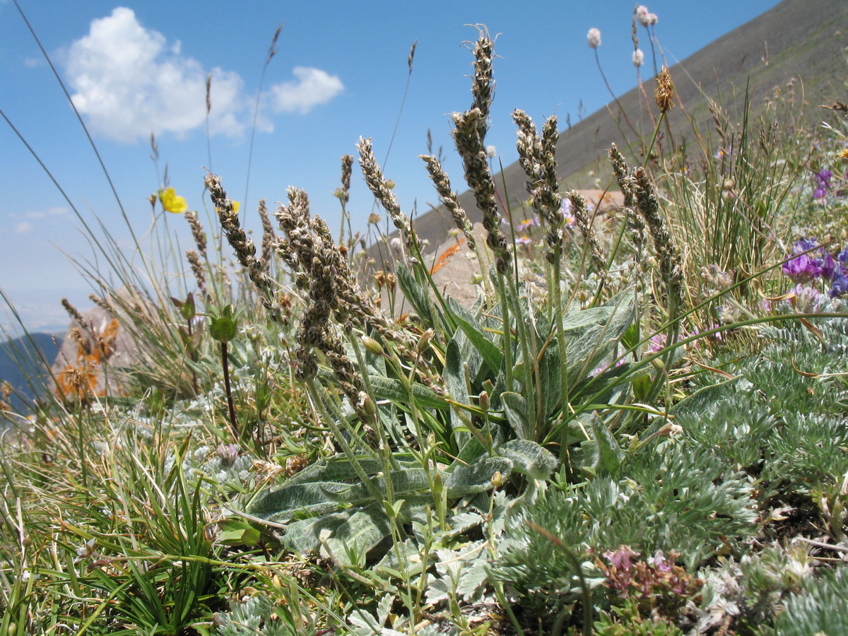 Image of Plantago arachnoidea specimen.