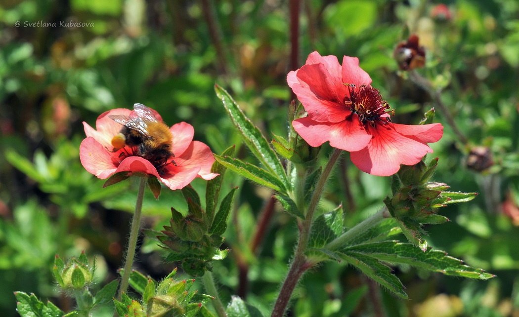 Image of Potentilla nepalensis specimen.