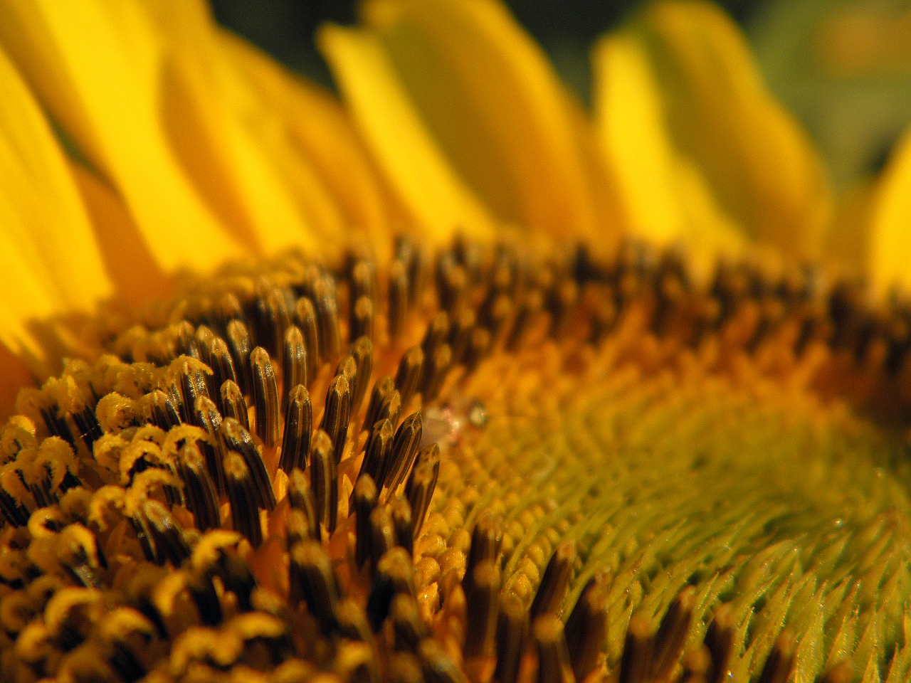 Image of Helianthus annuus specimen.