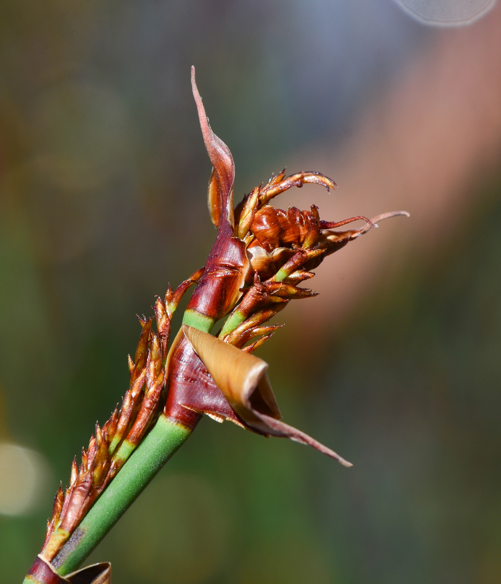 Изображение особи Elegia tectorum.