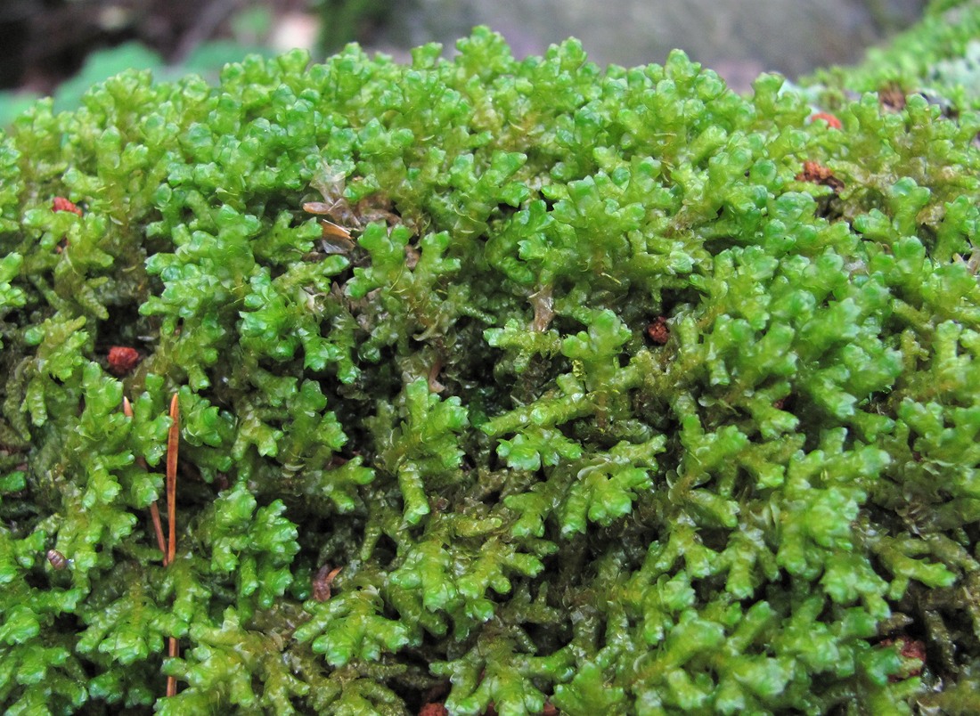Image of genus Porella specimen.