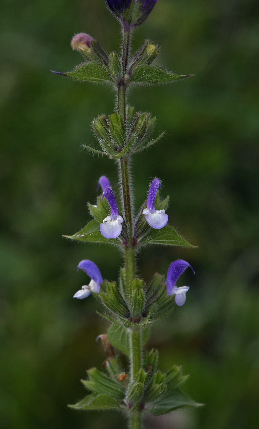 Image of Salvia viridis specimen.