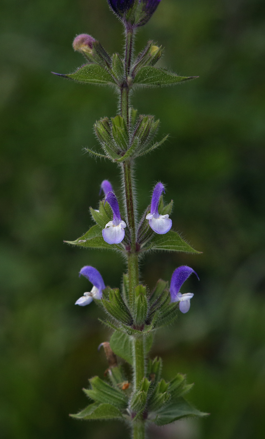 Изображение особи Salvia viridis.