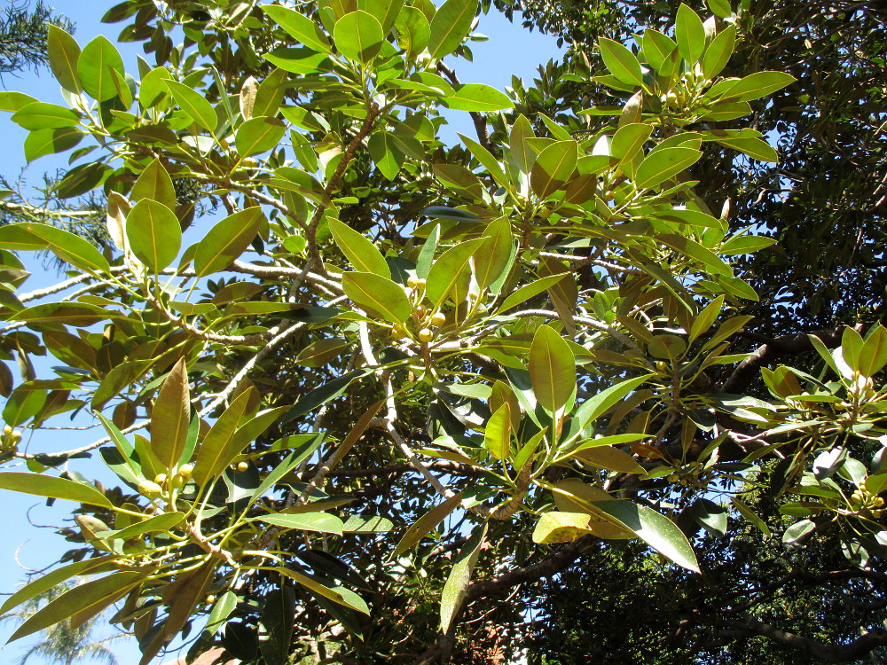 Image of Ficus macrophylla specimen.