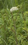 Sanguisorba stipulata