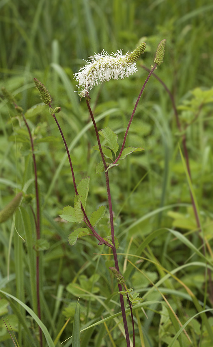 Изображение особи Sanguisorba stipulata.