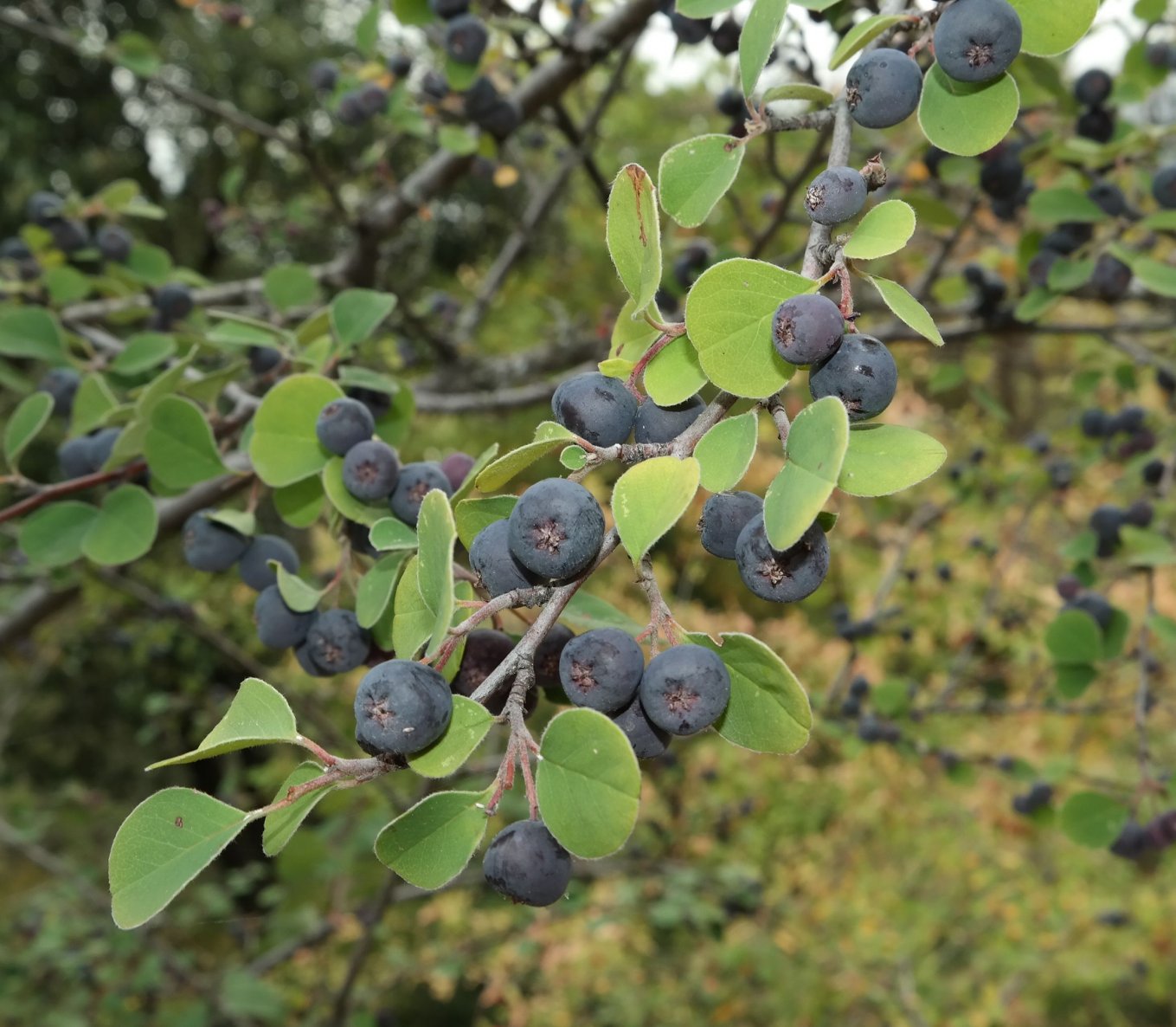 Изображение особи род Cotoneaster.