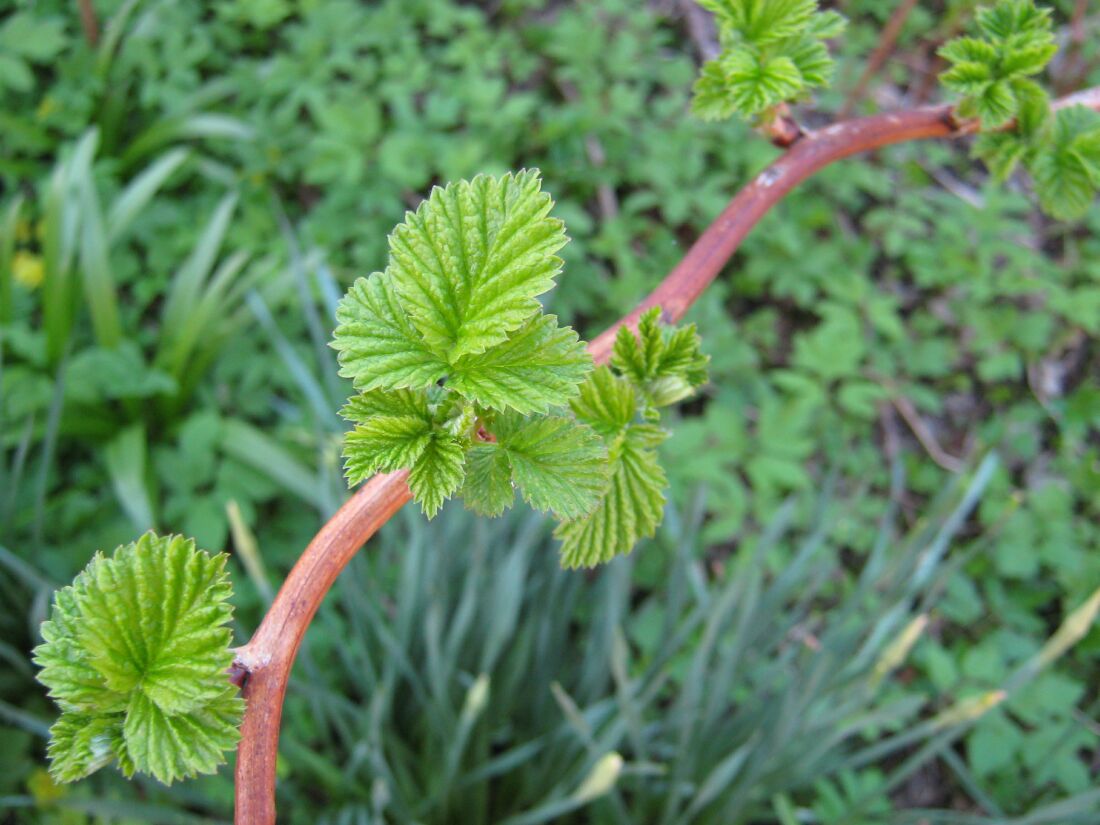 Изображение особи Rubus idaeus.