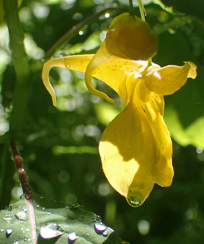 Image of Impatiens noli-tangere specimen.