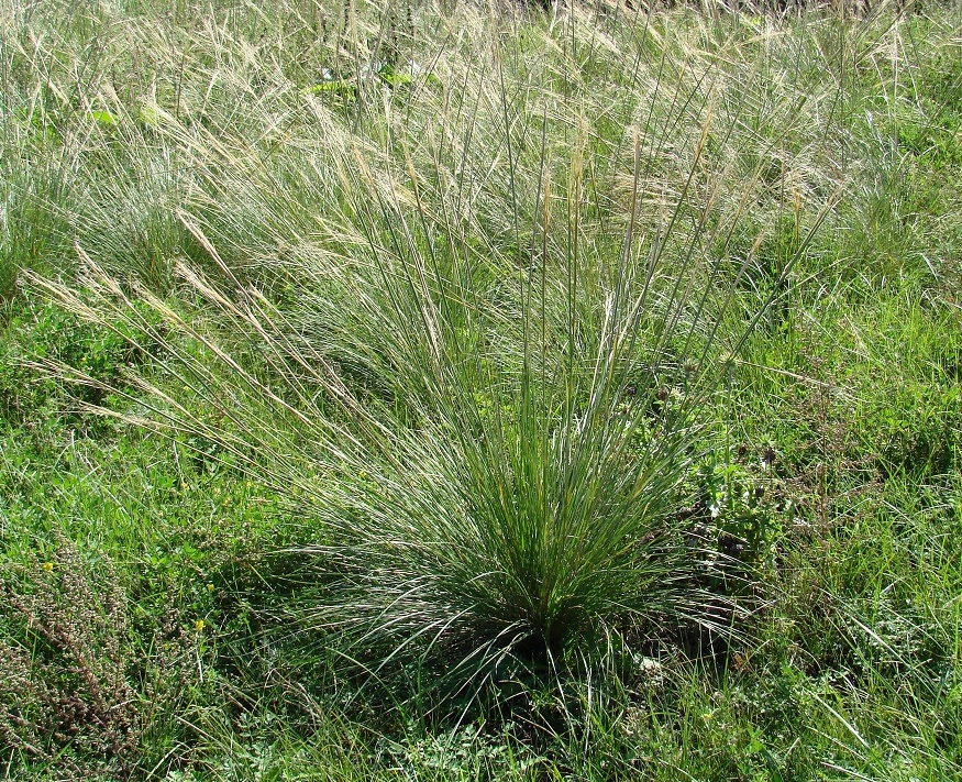 Image of genus Stipa specimen.