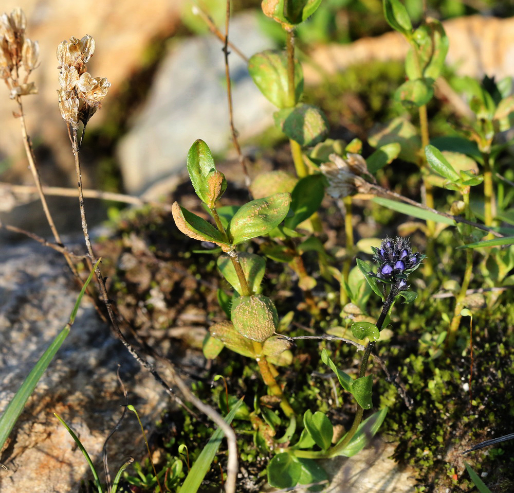 Image of Veronica alpina specimen.