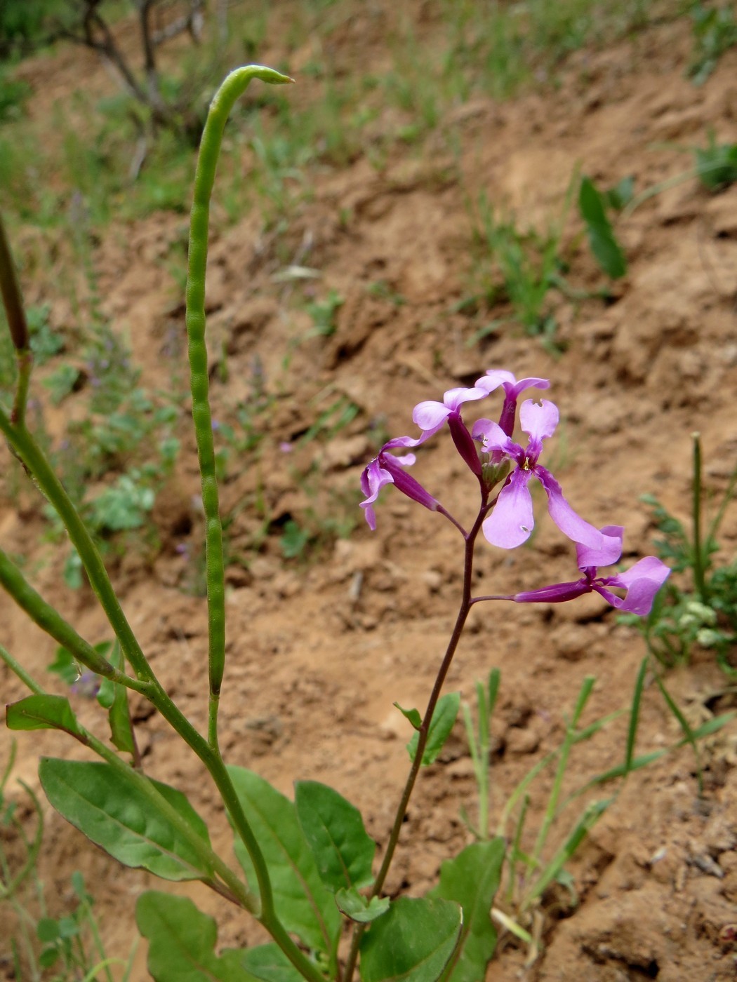 Изображение особи Spryginia gracilis.