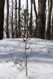 Populus tremula