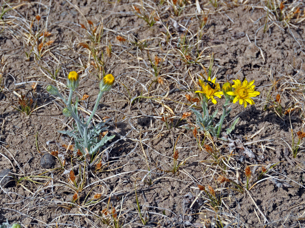 Image of Crepis crocea specimen.