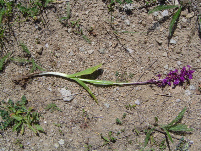 Image of Orchis mascula specimen.