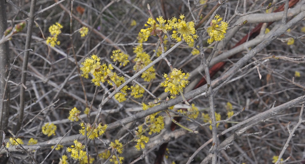 Image of Cornus mas specimen.