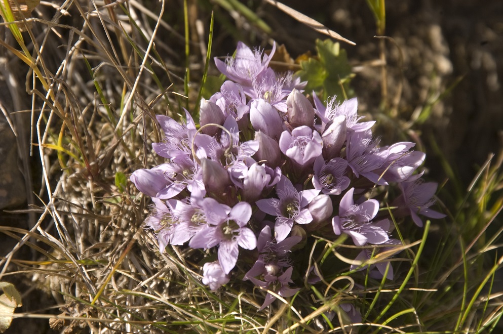 Изображение особи Gentianella caucasea.