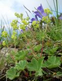 Alchemilla caucasica. Цветущее растение. Краснодарский край, окр. Сочи, хр. Аибга, субальпийский луг. 02.07.2015.