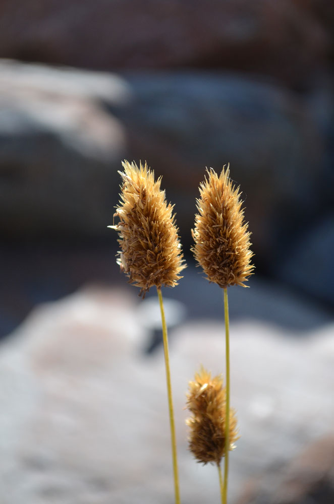 Image of Calamagrostis anthoxanthoides specimen.