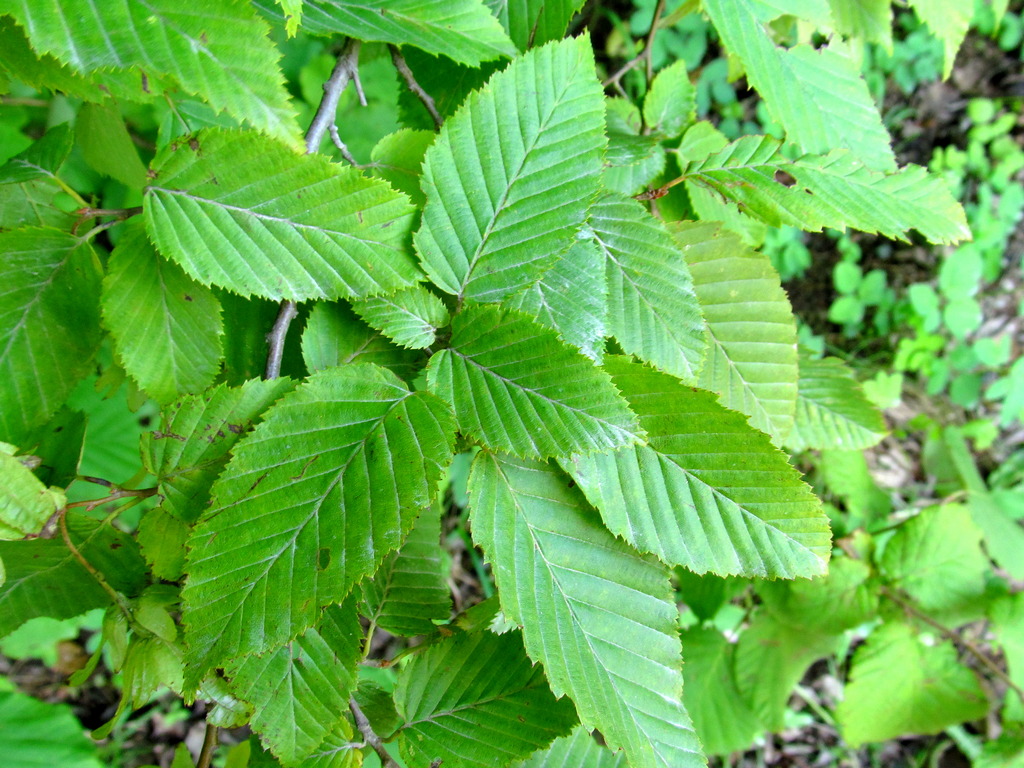 Изображение особи Carpinus betulus.