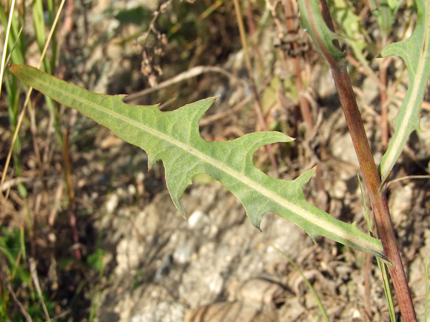 Image of Lactuca tatarica specimen.