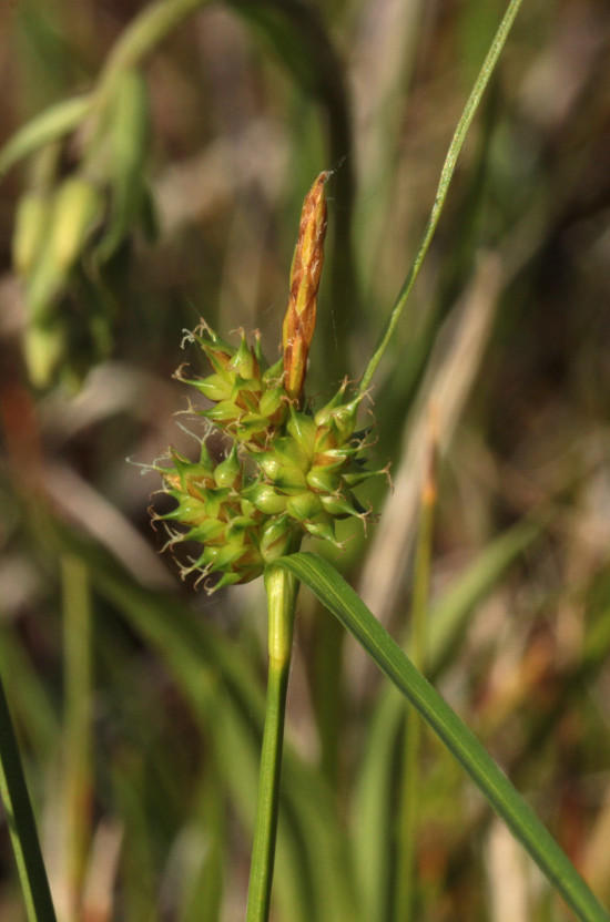 Image of Carex bergrothii specimen.