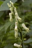 Aconitum umbrosum. Часть соцветия. Сахалинская обл., Охинский р-н, п-ов Шмидта, ельник зеленомошный. 19.07.2017.