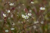 Spergula arvensis