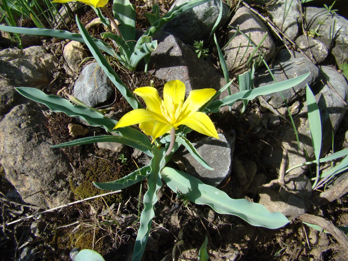 Image of Tulipa zonneveldii specimen.