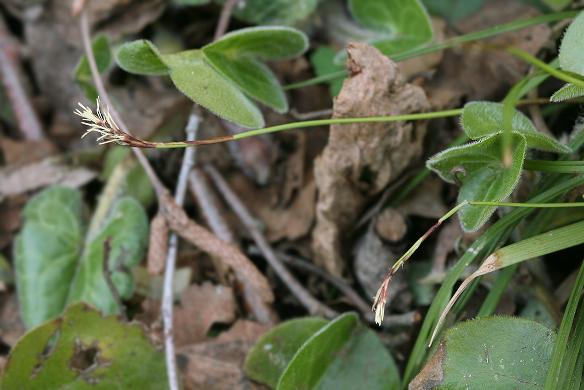 Image of Carex digitata specimen.