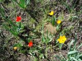 Tulipa zenaidae