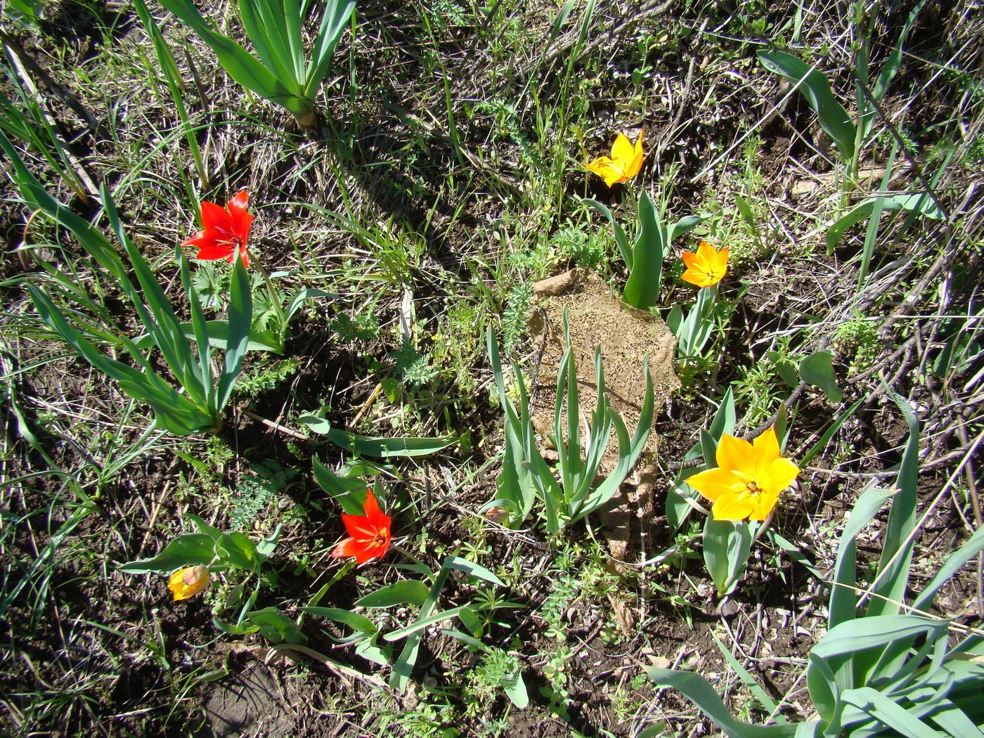 Изображение особи Tulipa zenaidae.