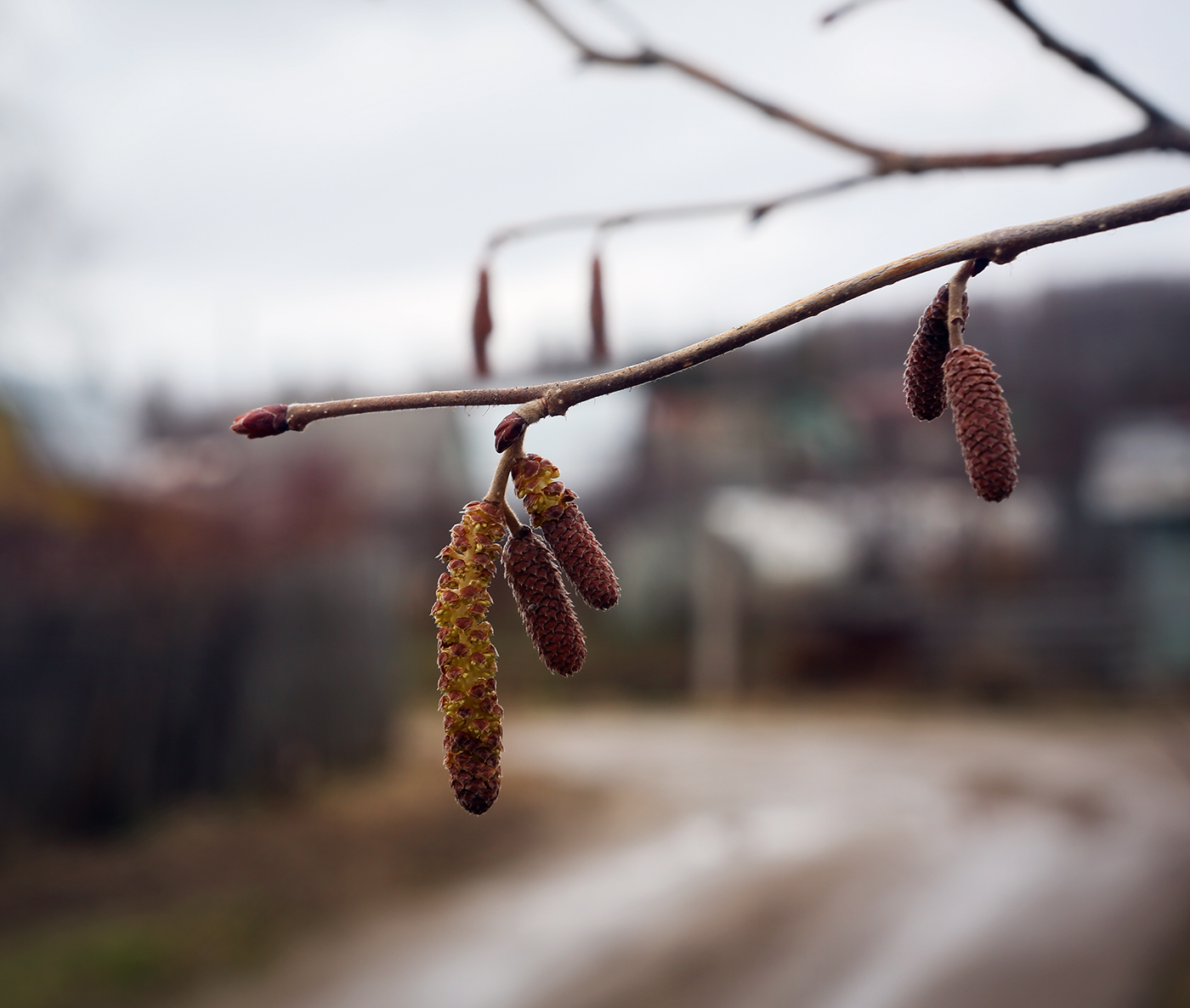 Image of Corylus avellana specimen.