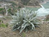 Cirsium argillosum