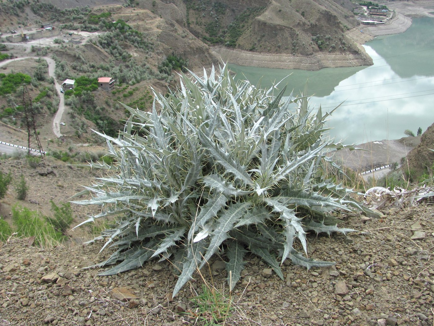 Image of Cirsium argillosum specimen.