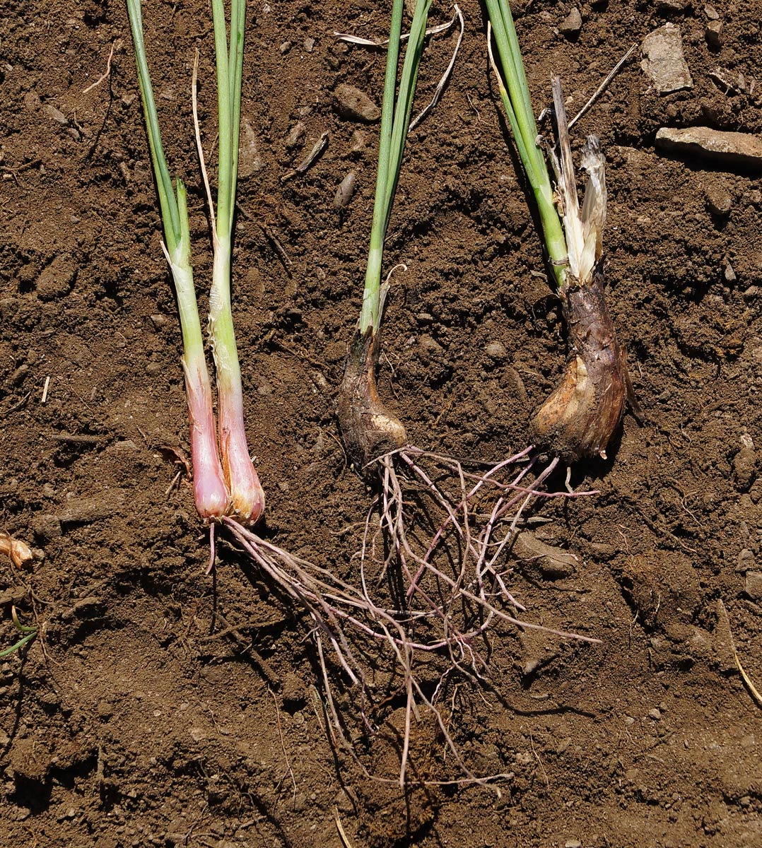 Image of Allium rubens specimen.