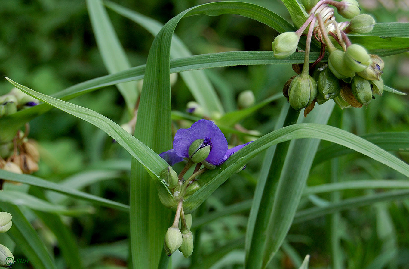 Изображение особи Tradescantia virginiana.