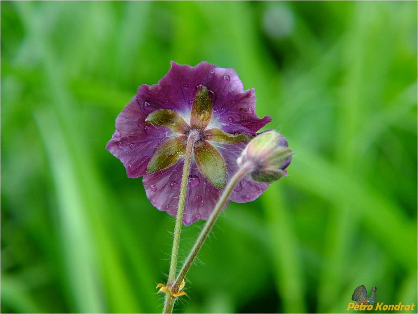 Изображение особи Geranium phaeum.