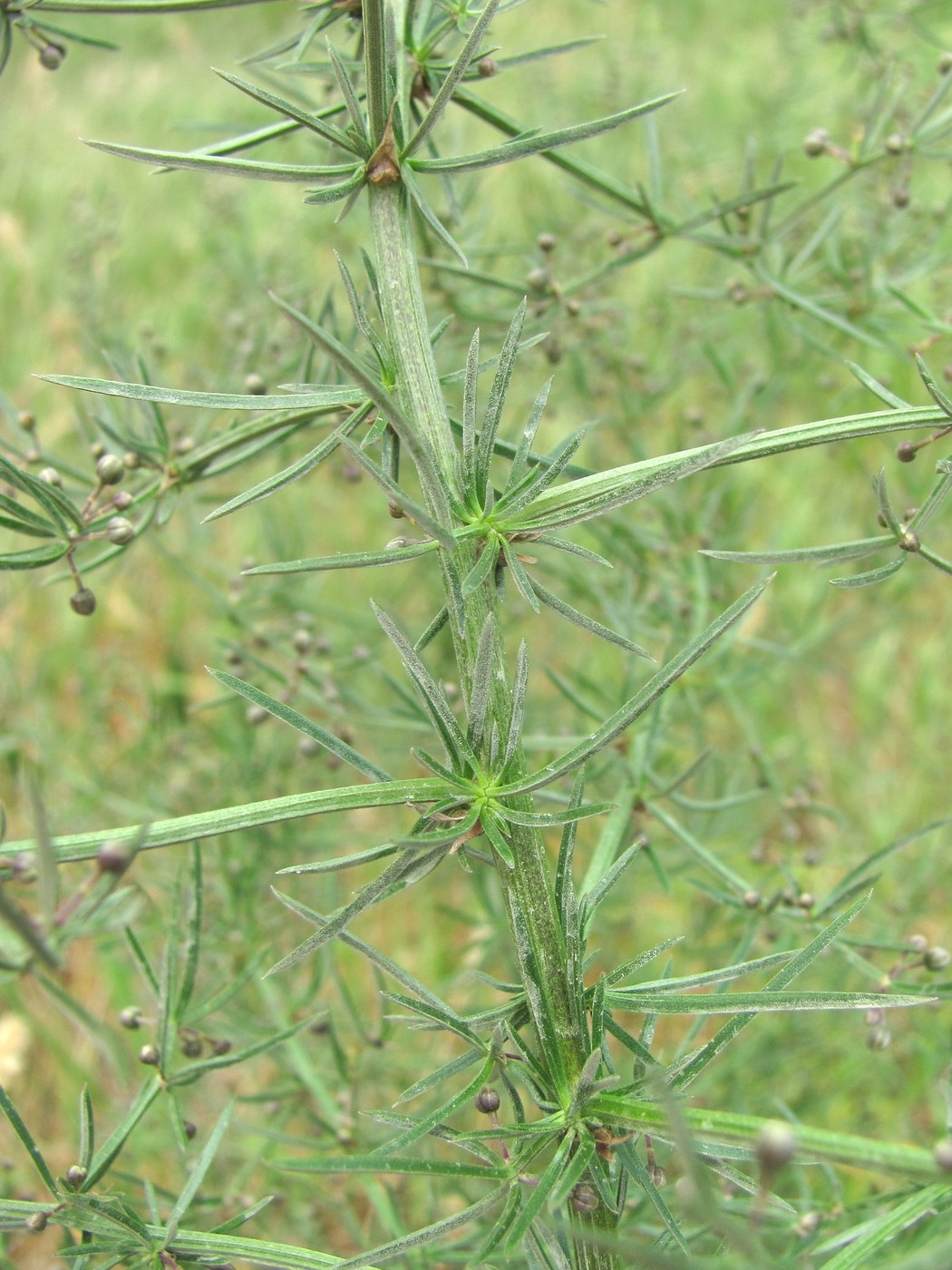 Изображение особи Asparagus verticillatus.