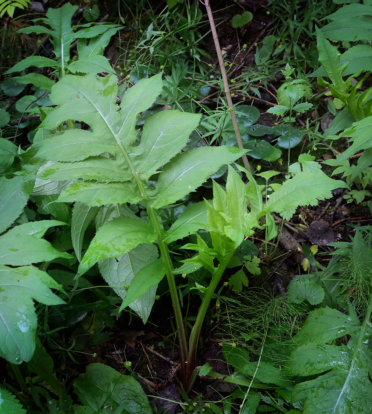 Изображение особи Cirsium oleraceum.